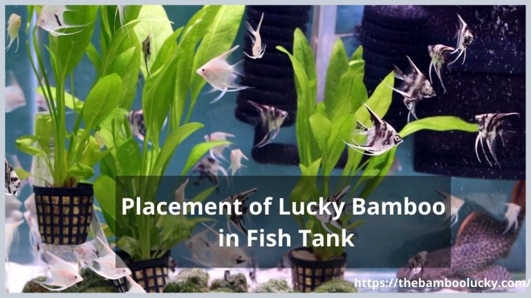 Placement of Lucky Bamboo in Fish Tank | 10 facts of tank