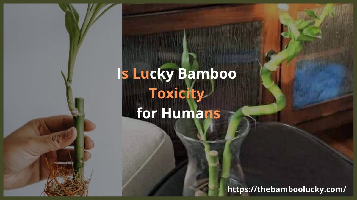 Lucky Bamboo Toxicity for Humans