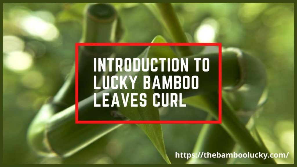 Lucky Bamboo leaves curl