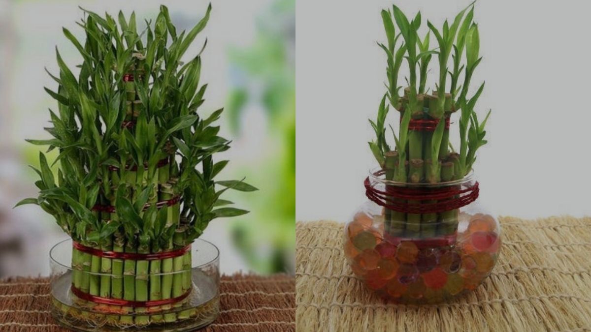 Is Lucky Bamboo toxic to cats | Plants Caring Strategy