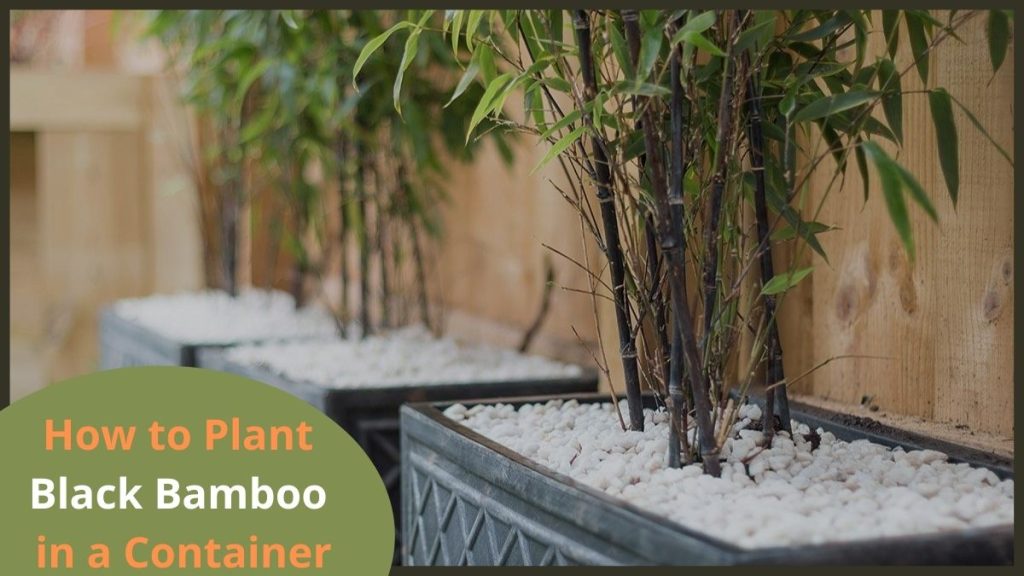Black Bamboo in a Container