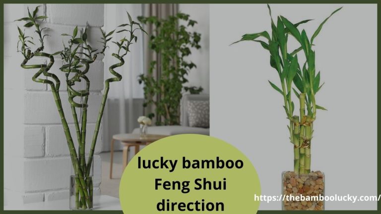 lucky bamboo Feng Shui direction