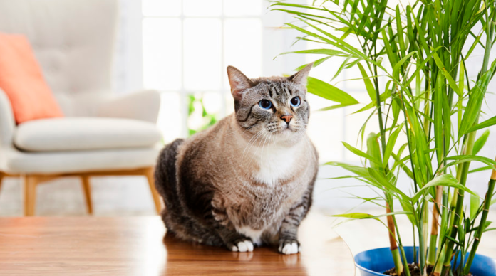 are bamboo plants poisonous to cats and dogs