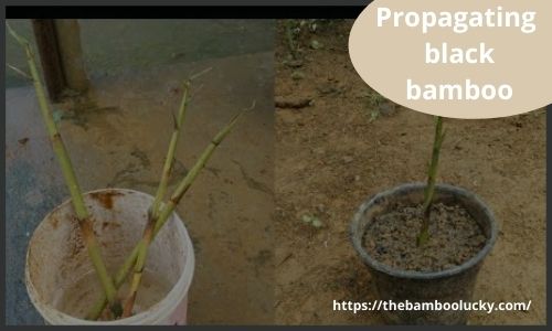 Black Bamboo Plant
