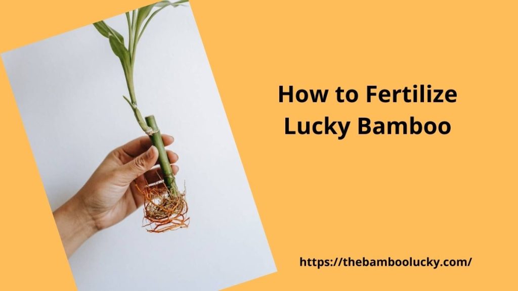 Fertilize Lucky Bamboo