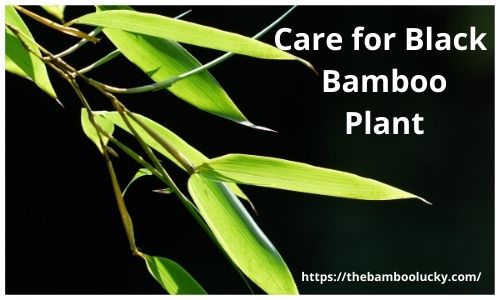 Black Bamboo Plant
