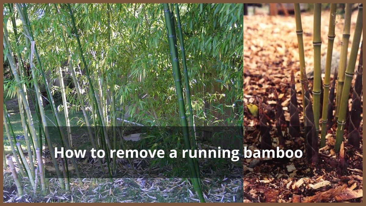 Remove Bamboo