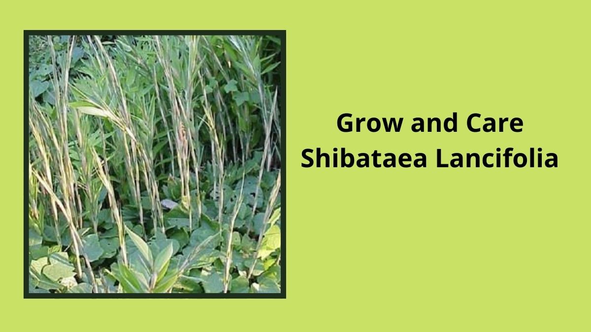 Shibataea Lancifolia
