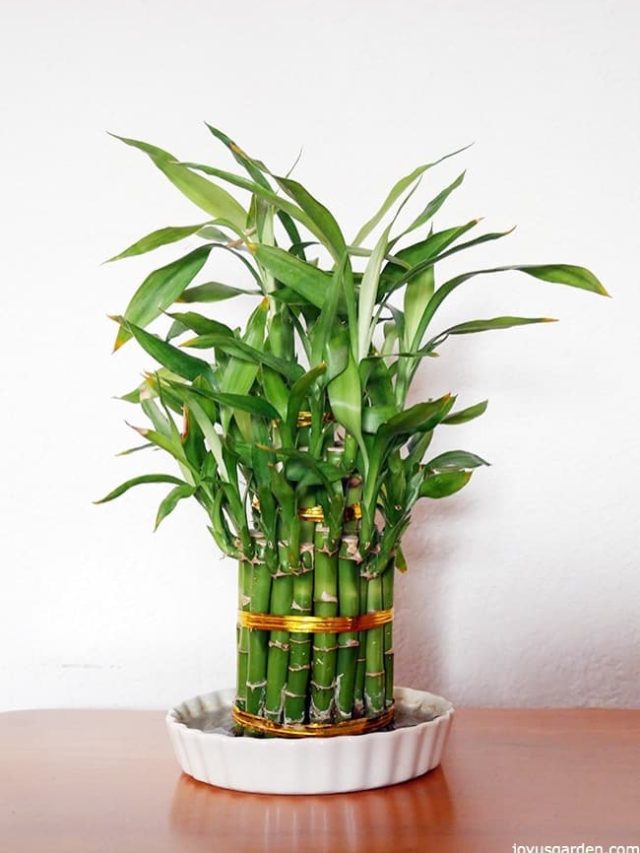 is lucky bamboo toxic to dogs