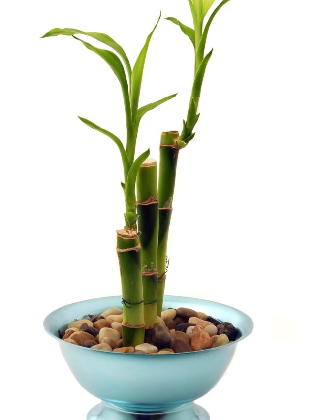 What Is The Best Fertilizer For Lucky Bamboo My Lucky Bamboo   Cropped Lucky Bamboo 4 