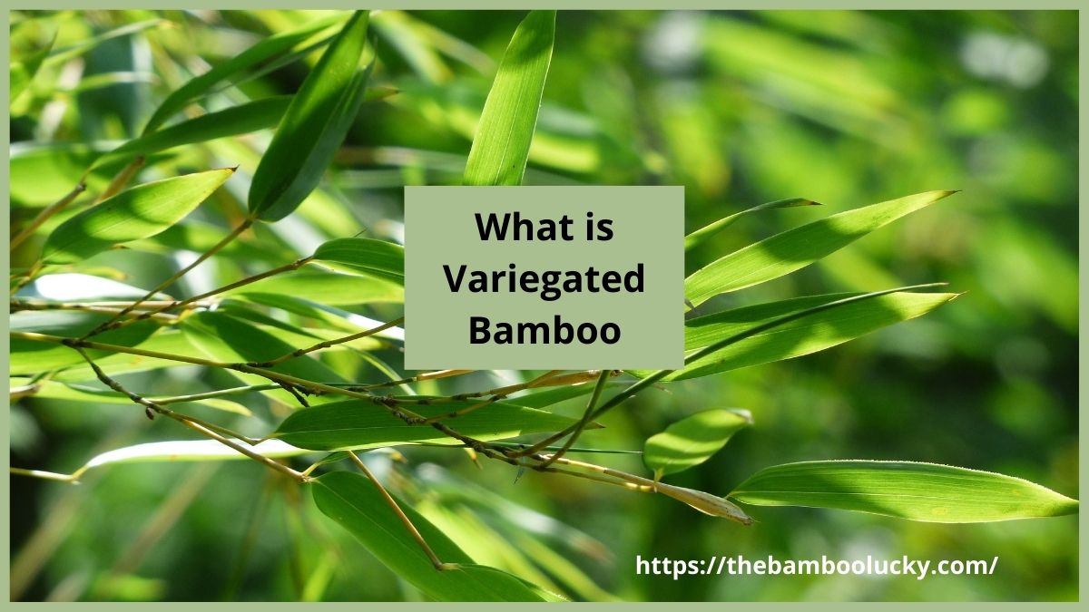 Variegated Bamboo