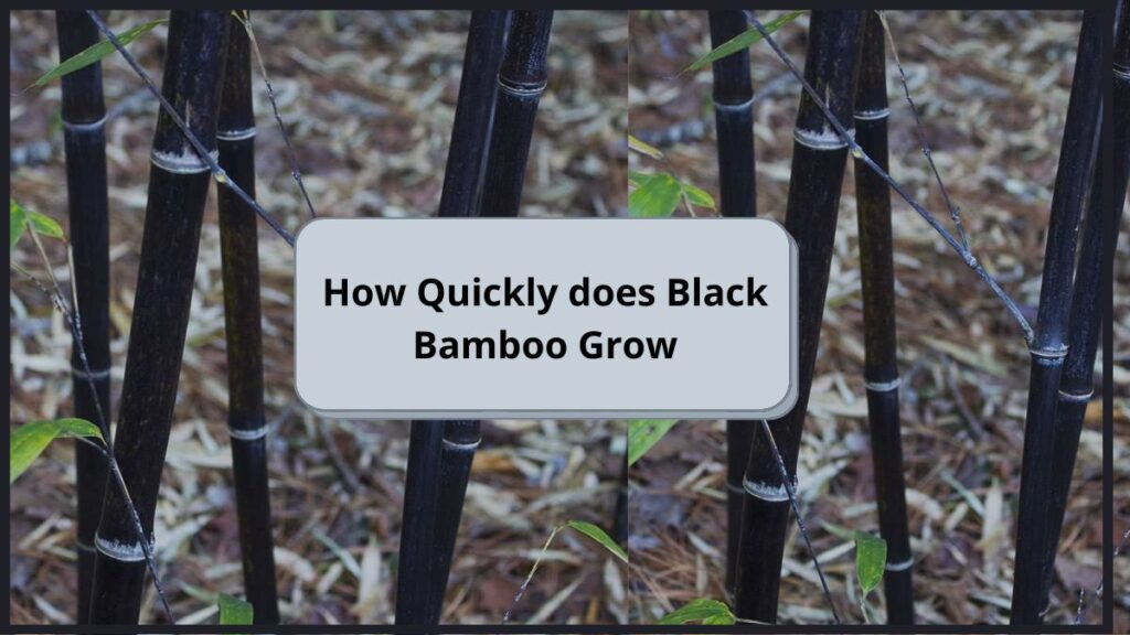 Black Bamboo Grow