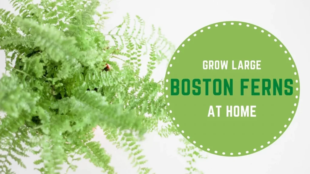 How To Grow Large Boston Ferns
