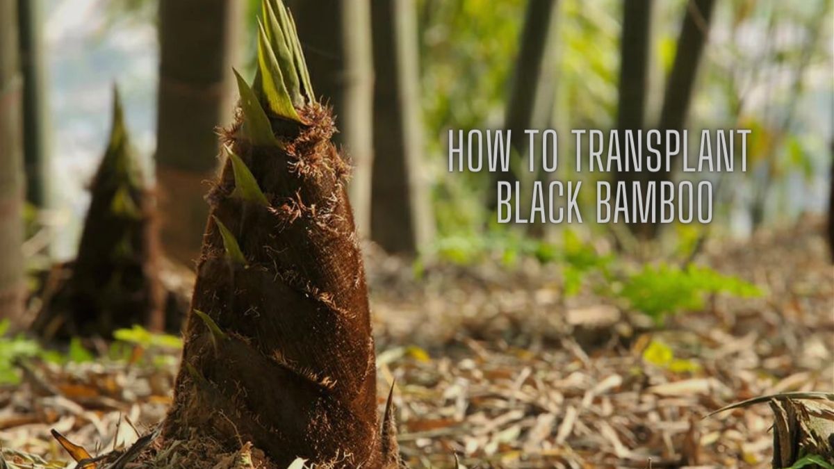 Transplant Black Bamboo